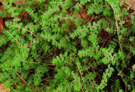 翠绿的小草 翠绿的小草