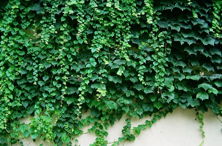 美丽的爬山虎 美丽的爬山虎