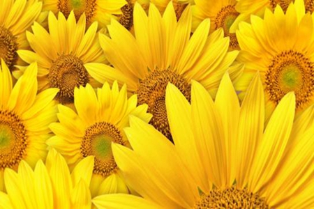 美丽的向日葵 美丽的向日葵