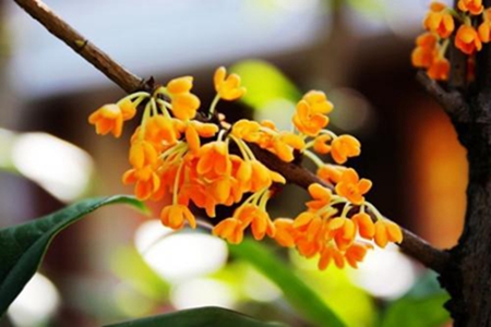 美丽的八月桂 美丽的八月桂