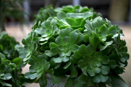 漂亮的玉龙观音 漂亮的玉龙观音