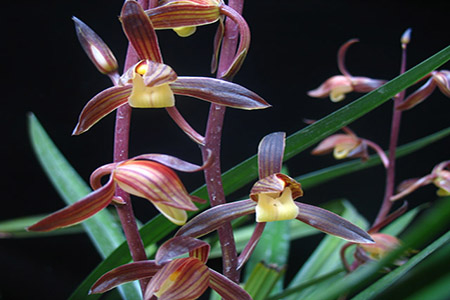 漂亮的兰花 漂亮的兰花