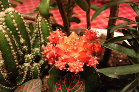 好看的绯牡丹 好看的绯牡丹