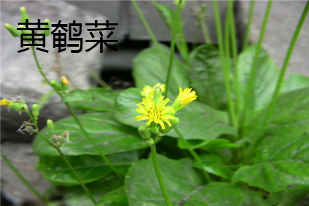黄鹌菜 黄鹌菜