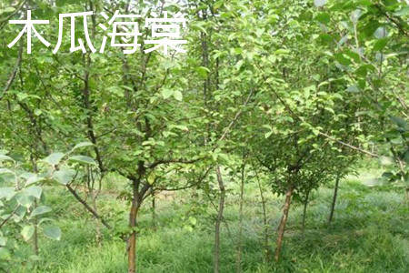 木瓜海棠 木瓜海棠