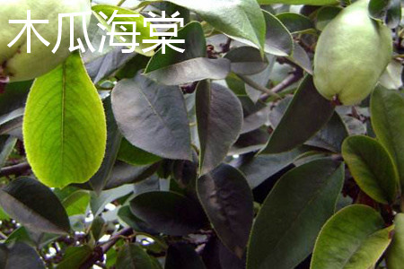木瓜海棠 木瓜海棠