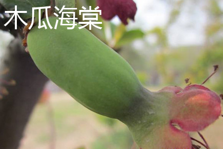木瓜海棠 木瓜海棠