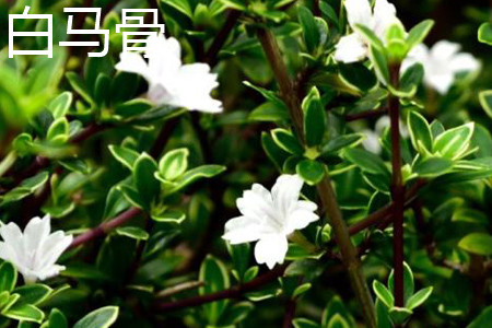 白马骨植株 白马骨植株