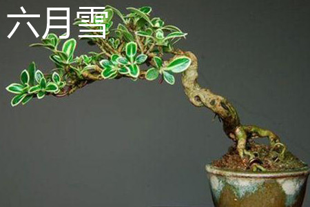 六月雪植株 六月雪植株