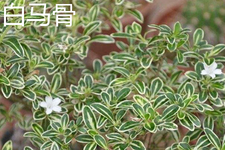 白马骨叶子 白马骨叶子