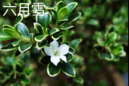六月雪叶子 六月雪叶子
