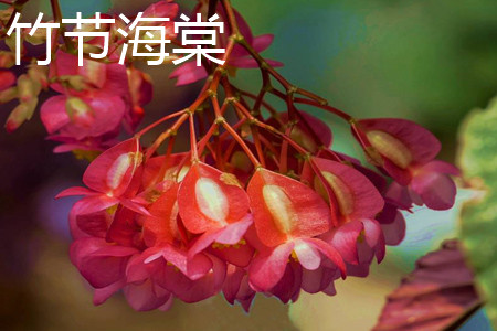 竹节海棠 竹节海棠