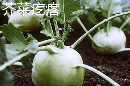 芥菜疙瘩 芥菜疙瘩