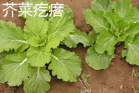 芥菜疙瘩 芥菜疙瘩