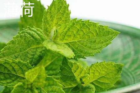 薄荷 薄荷