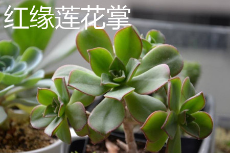 红缘莲花掌植株 红缘莲花掌植株