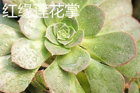 红缘莲花掌叶片 红缘莲花掌叶片