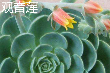 观音莲花朵 观音莲花朵