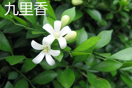 九里香 九里香