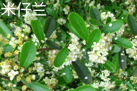 米仔兰 米仔兰