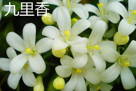 九里香 九里香