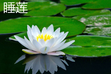 睡莲 睡莲
