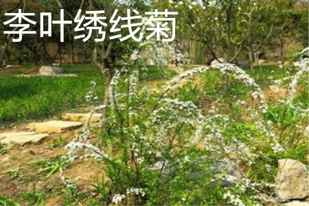 李叶绣线菊植株 李叶绣线菊植株