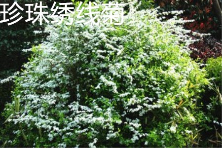 珍珠绣线菊植株 珍珠绣线菊植株