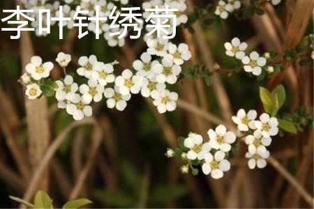 李叶绣线菊花朵 李叶绣线菊花朵