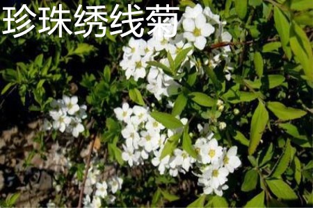 珍珠绣线菊花朵 珍珠绣线菊花朵