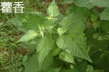 藿香植株 藿香植株