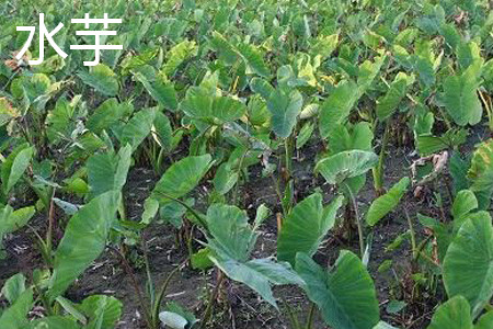 水芋植株 水芋植株