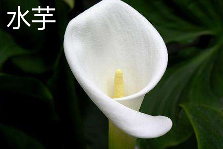 水芋花朵 水芋花朵