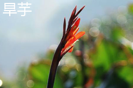 旱芋花朵 旱芋花朵