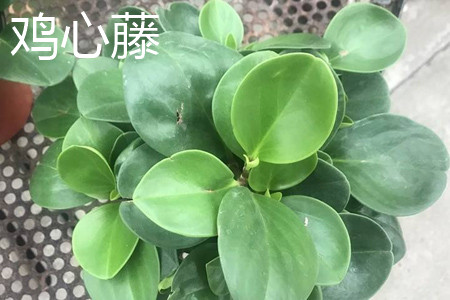 鸡心藤 鸡心藤