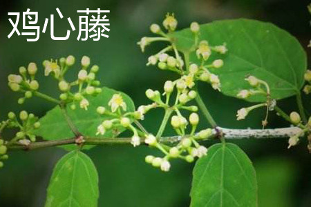 鸡心藤 鸡心藤