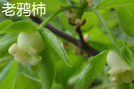 老鸦柿 老鸦柿