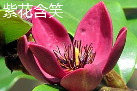 紫花含笑 紫花含笑