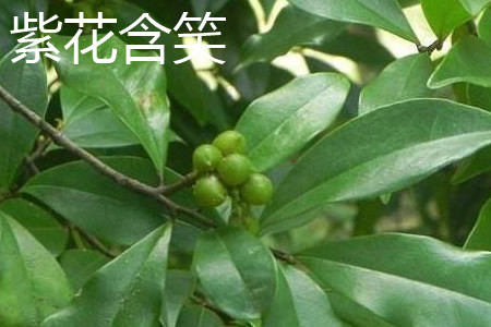 紫花含笑 紫花含笑