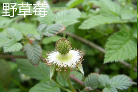 野草莓花 野草莓花