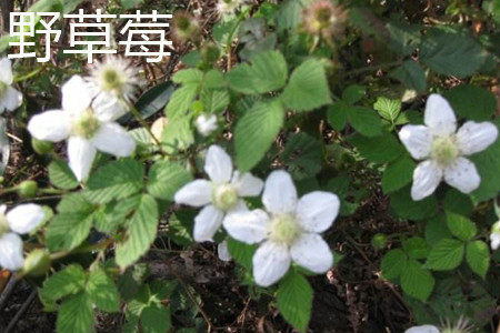 野草莓 野草莓
