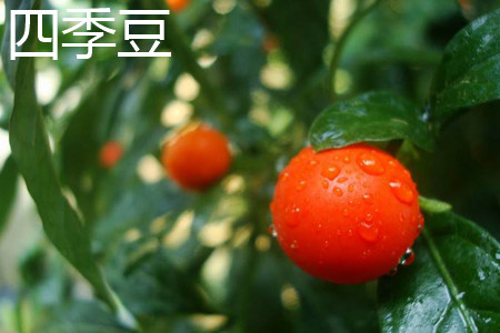 四季豆 四季豆
