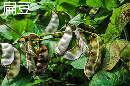 扁豆 扁豆