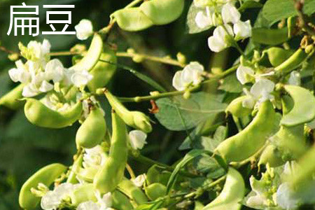 扁豆 扁豆