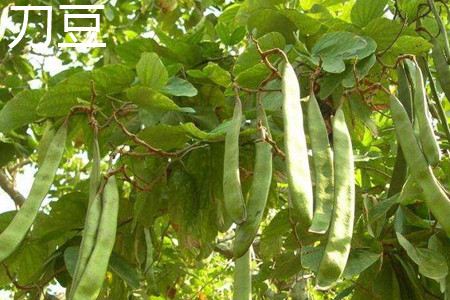 刀豆 刀豆