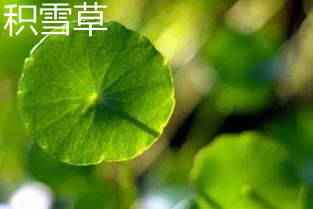 积雪草 积雪草