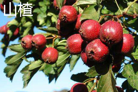 山楂 山楂