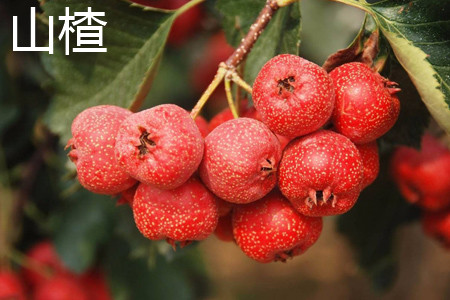 山楂 山楂