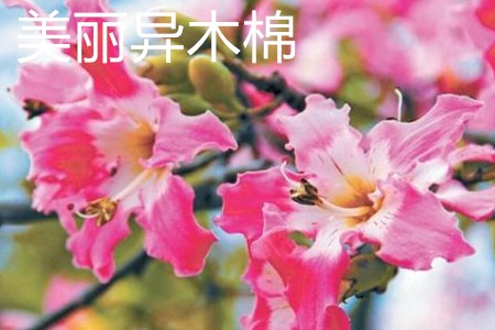 美丽异木棉 美丽异木棉