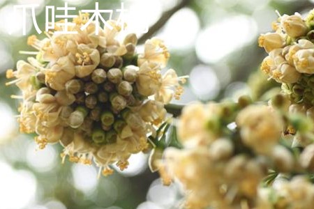 爪哇木棉 爪哇木棉